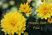 Yellow Mums Background With Text
