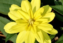 Yellow Zinnia Close-up