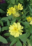 Yellow Zinnia Flowers