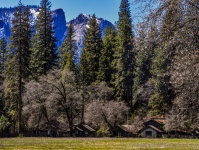 Yosemite Meadow Cabin