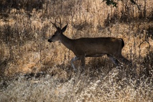 Young Deer Buck Walking