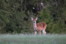 Young Deer In Field