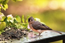 Young Tufted Titmouse On Table