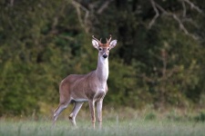 Young White-tail Buck In Field