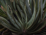 Yucca Agave Plant