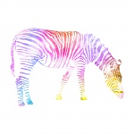 Zebra Watercolor Painting Colorful