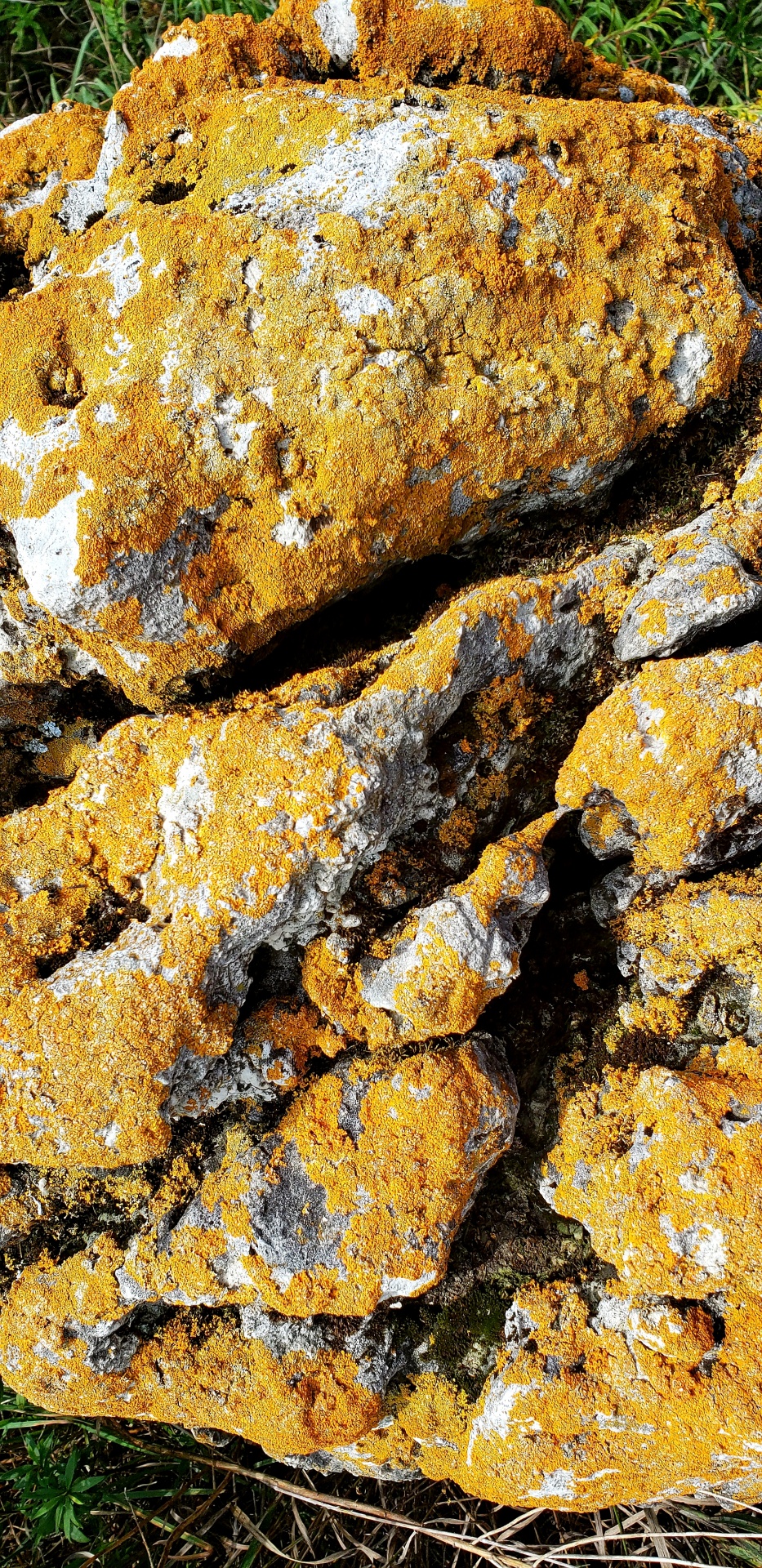 A Lichen Covered Rock