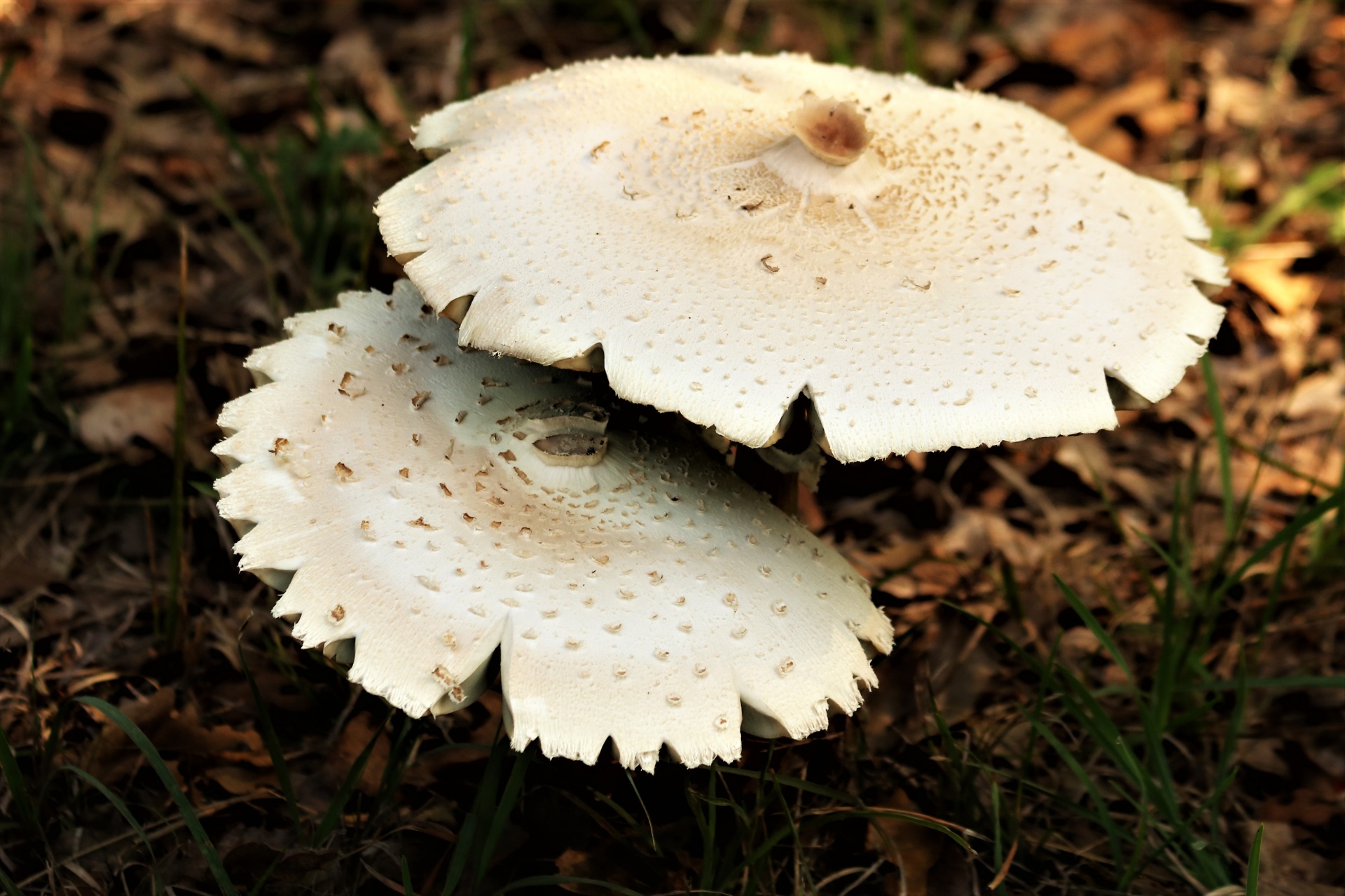 A Pair Of Amanita Mushrooms