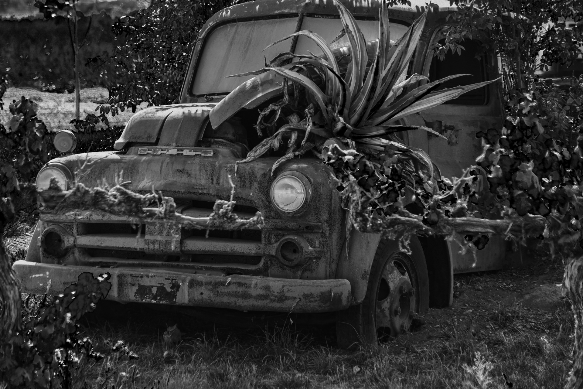 Abandoned Truck Now Planter