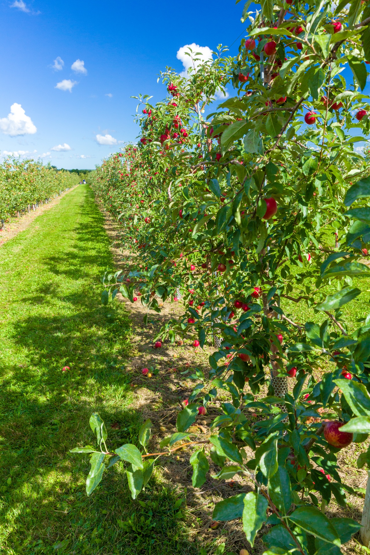 Apple orchard with trees in rows