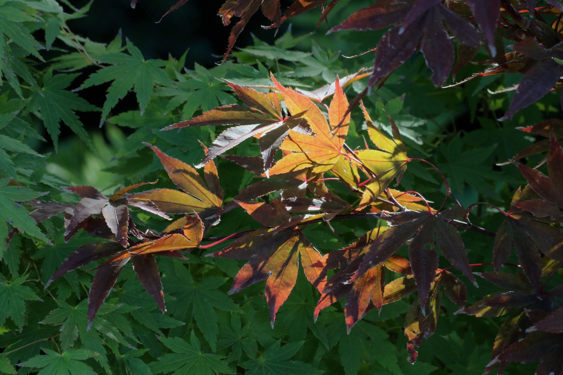 Close-up of purple and gold autumn leaves highlighted by the sun against a green leaf background.