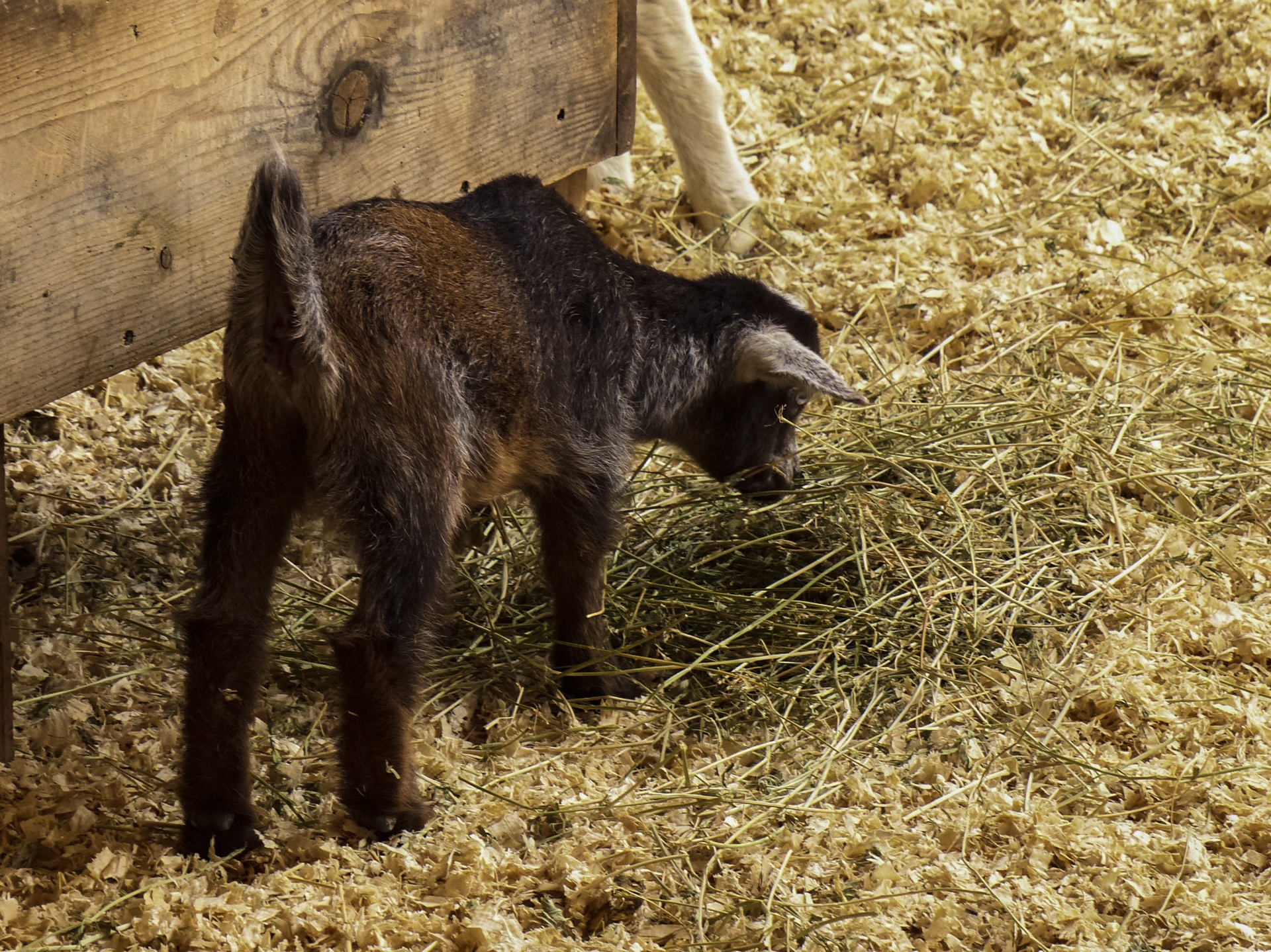 A small brown baby goat stands in golden hay near a wooden cart at the Los Angeles County Fair in Pomona