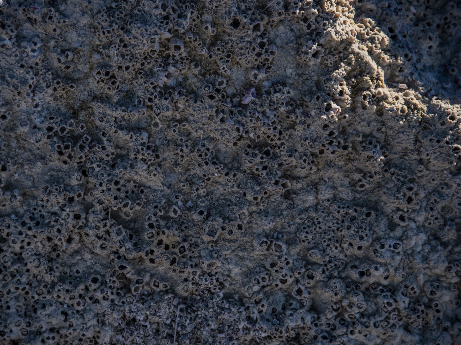 Barnacle Background Of Salt