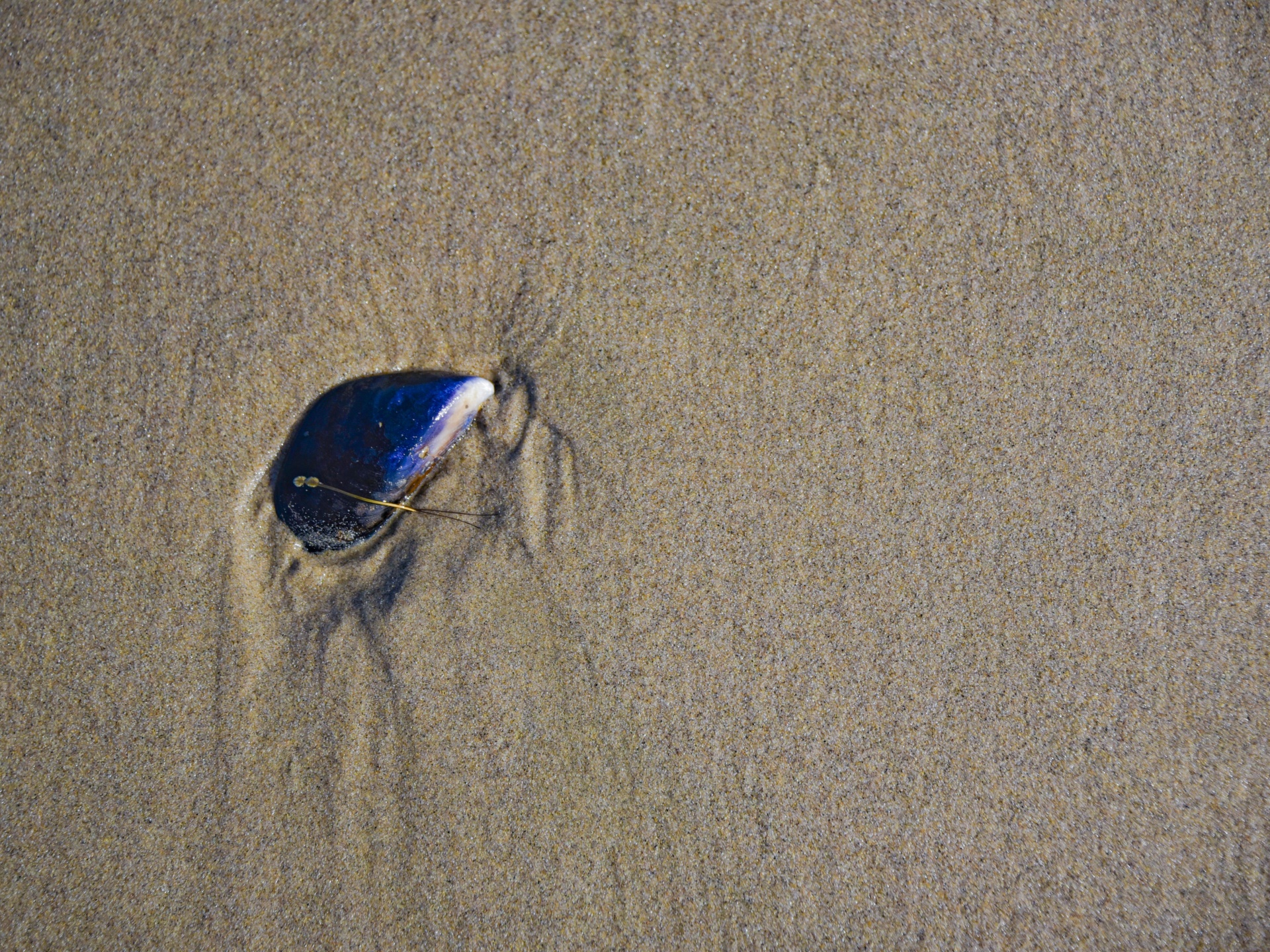 Beach art with mussel shell in wet sand as tide egresses
