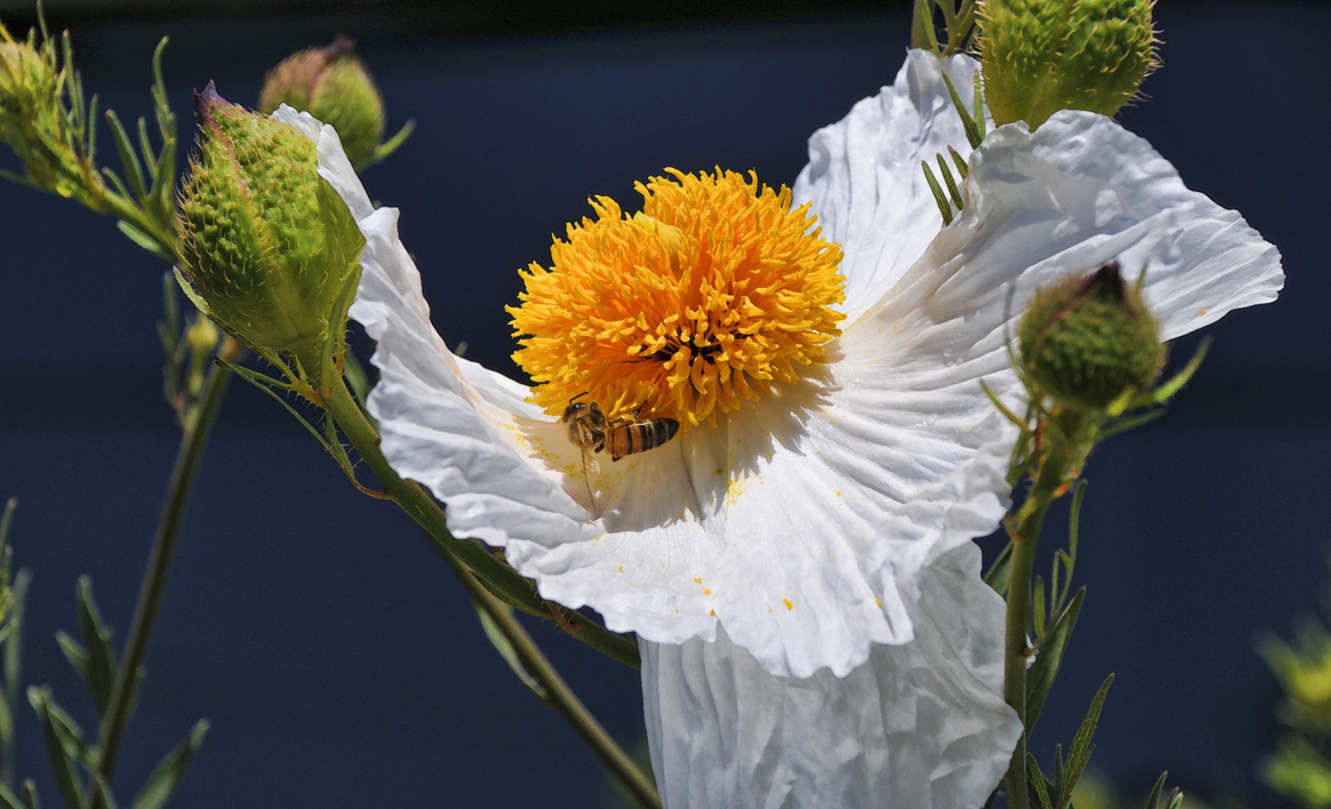 Bee On Poppy Tree Flower
