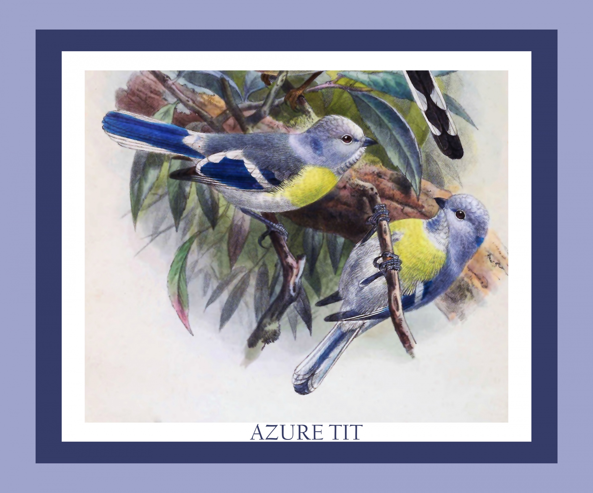 Bird Vintage Painting Print