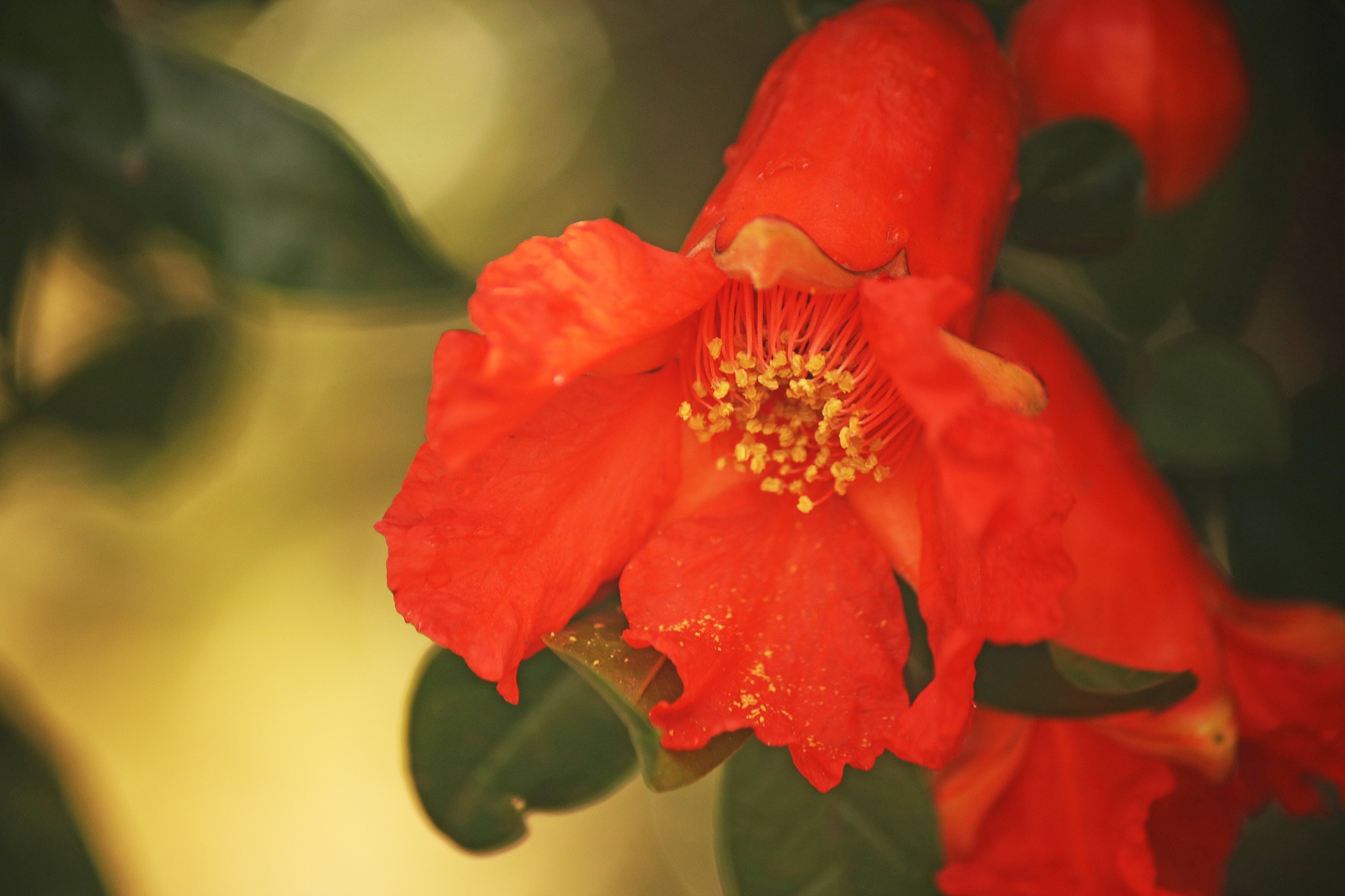 Bright Orange Pomegranate Flower