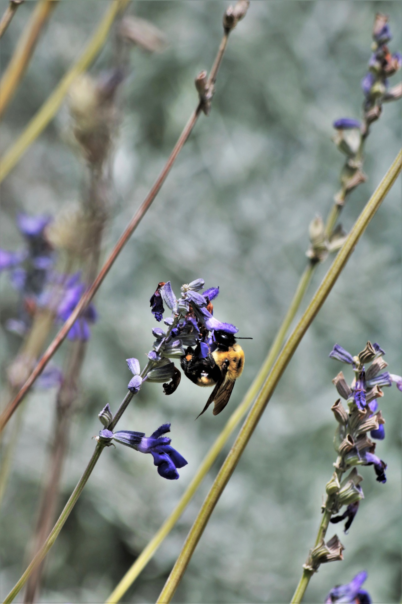 Bumble Bee On Blue Salvia Flowers
