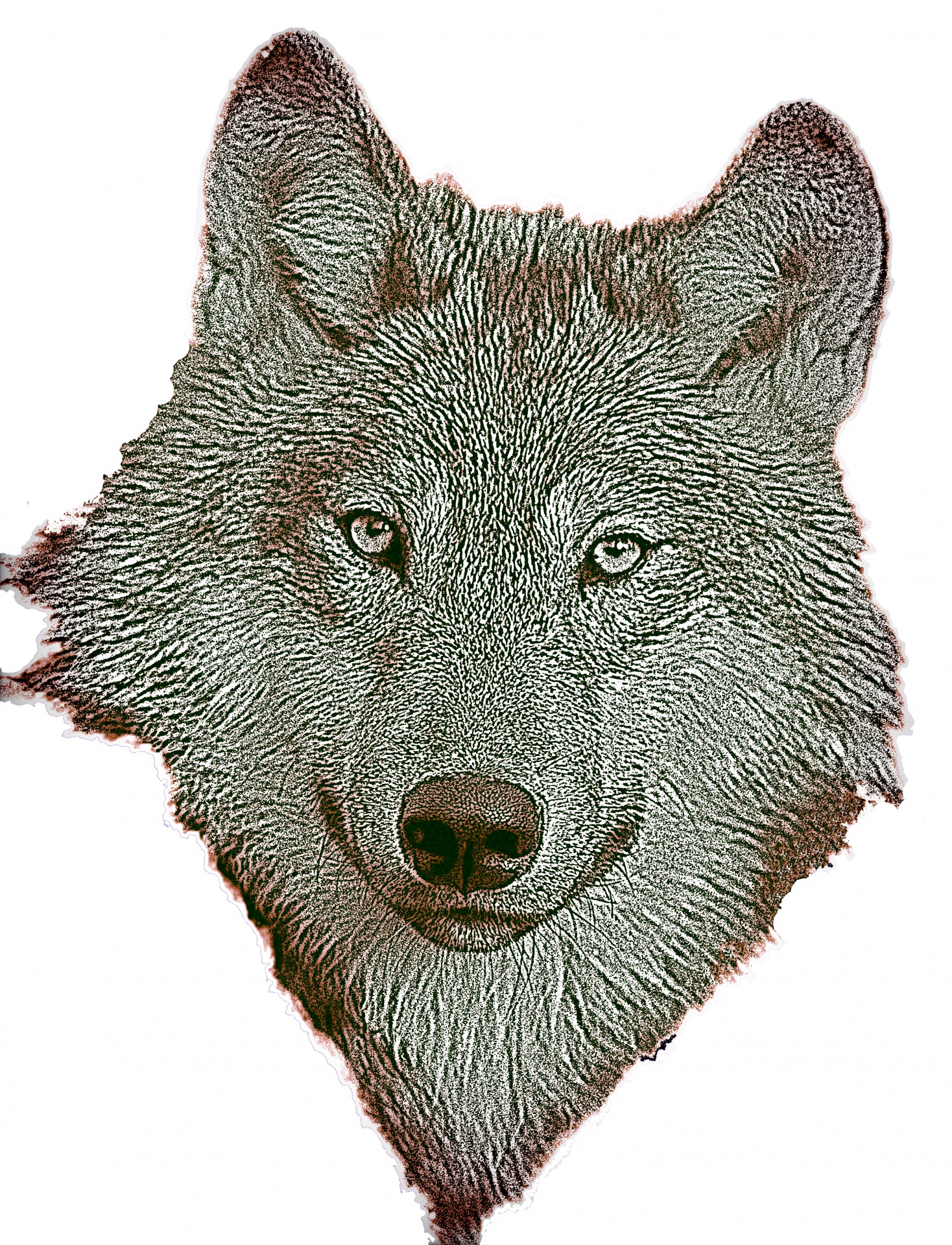 Caffenol Process Wolf