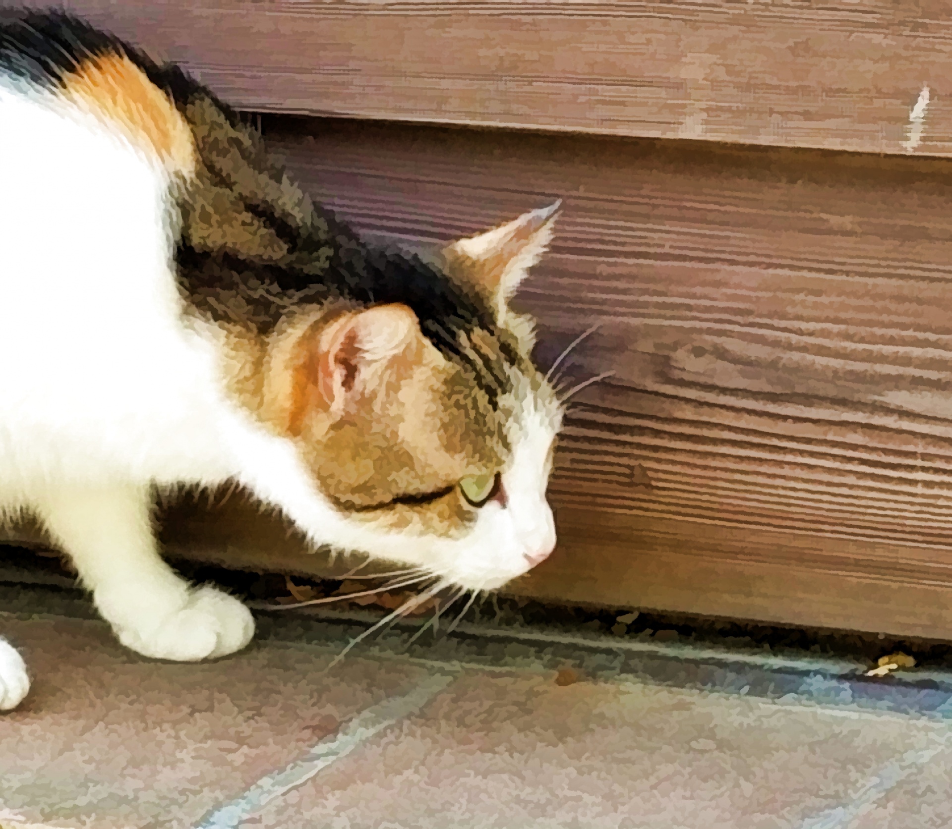 close up of calico cat on a window sill