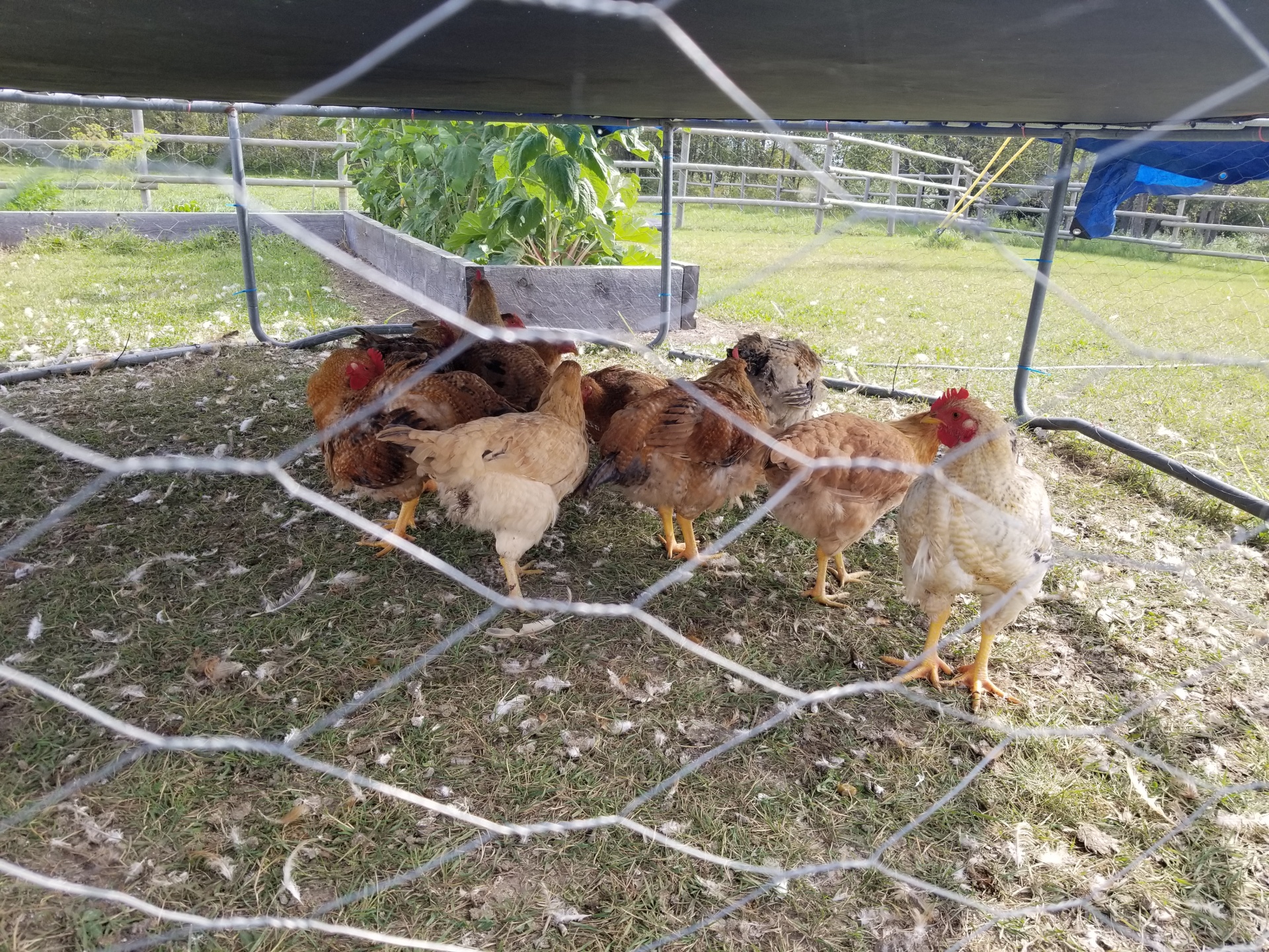 Chickens In A Cage