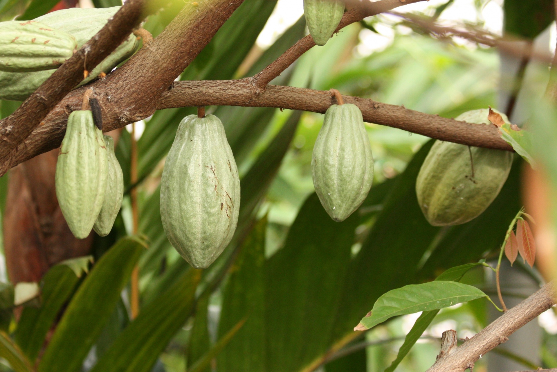Chocolate Tree Seed Pods