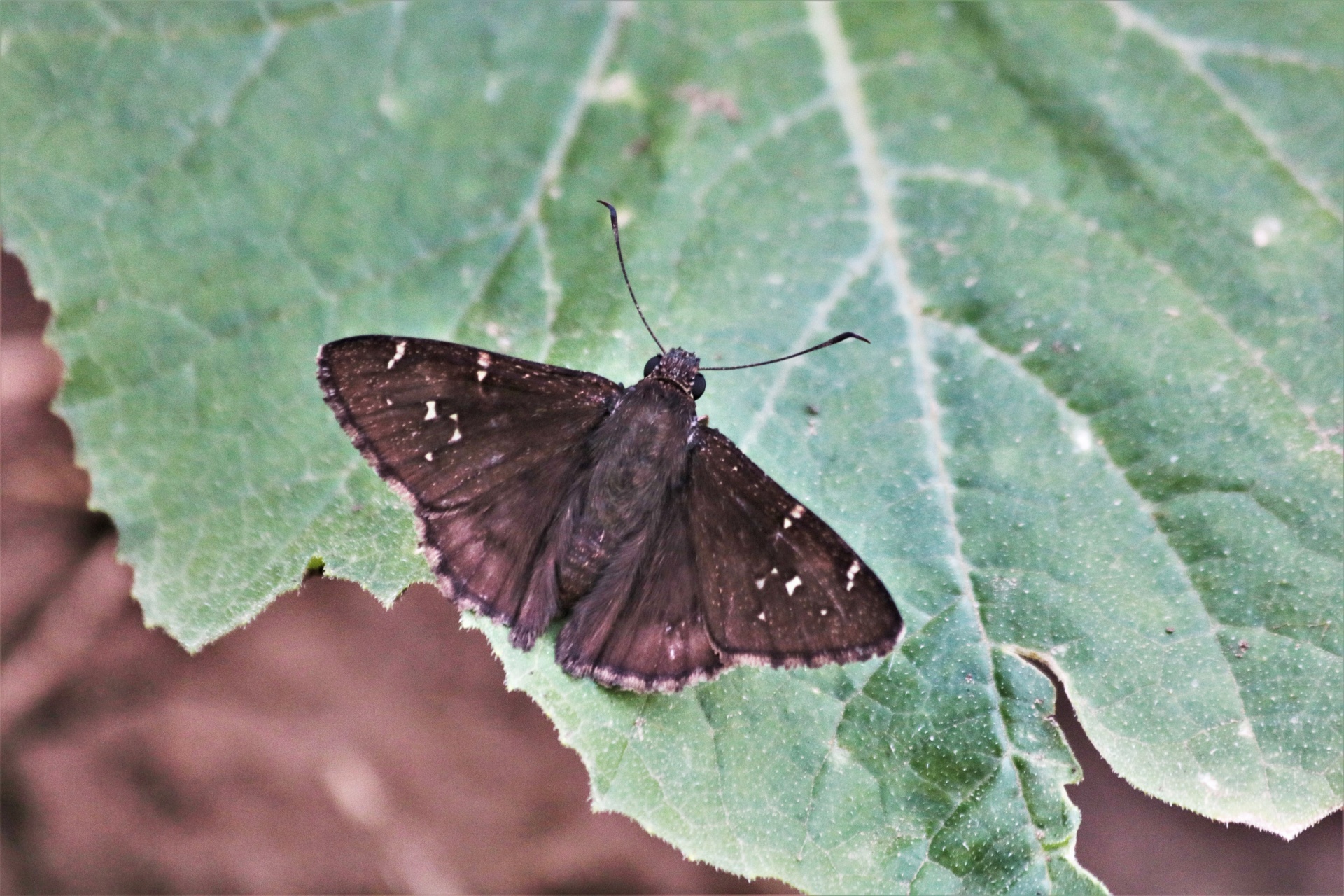 Close-up of a cloudywing skipper, with wings spread, sitting on a large green leaf.