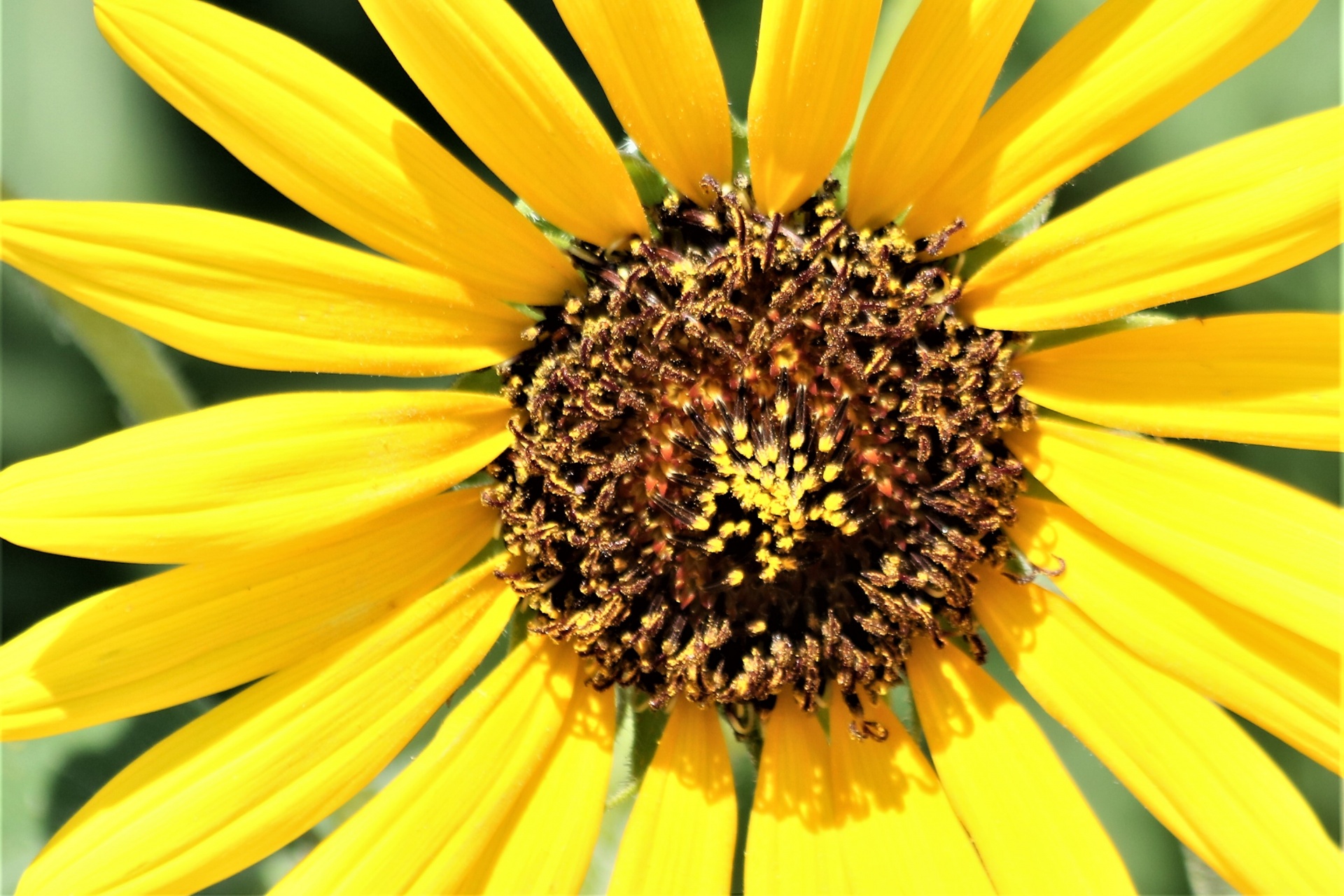 Common Sunflower Close-up