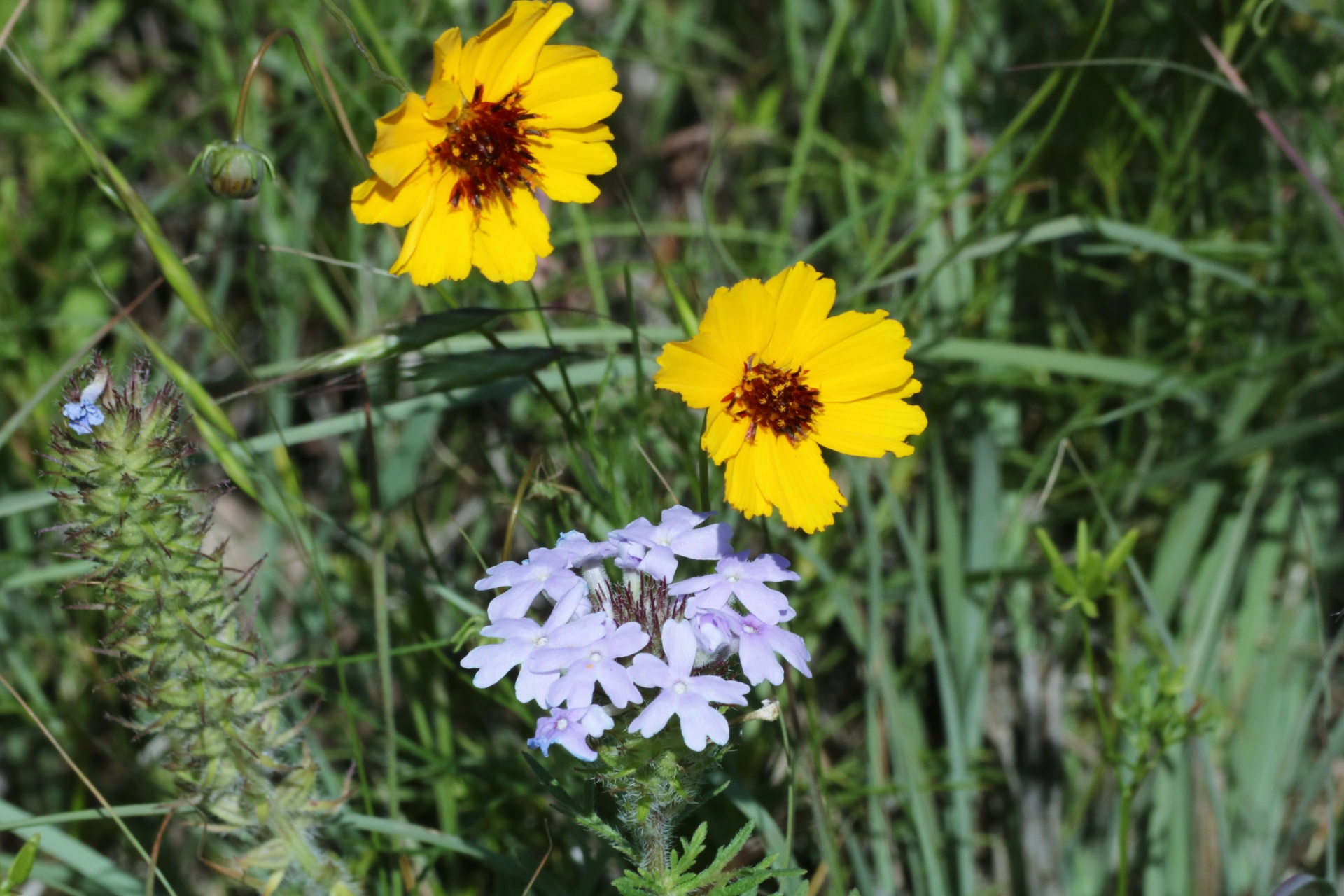Cosmos And Mock Vervain Wildflowers