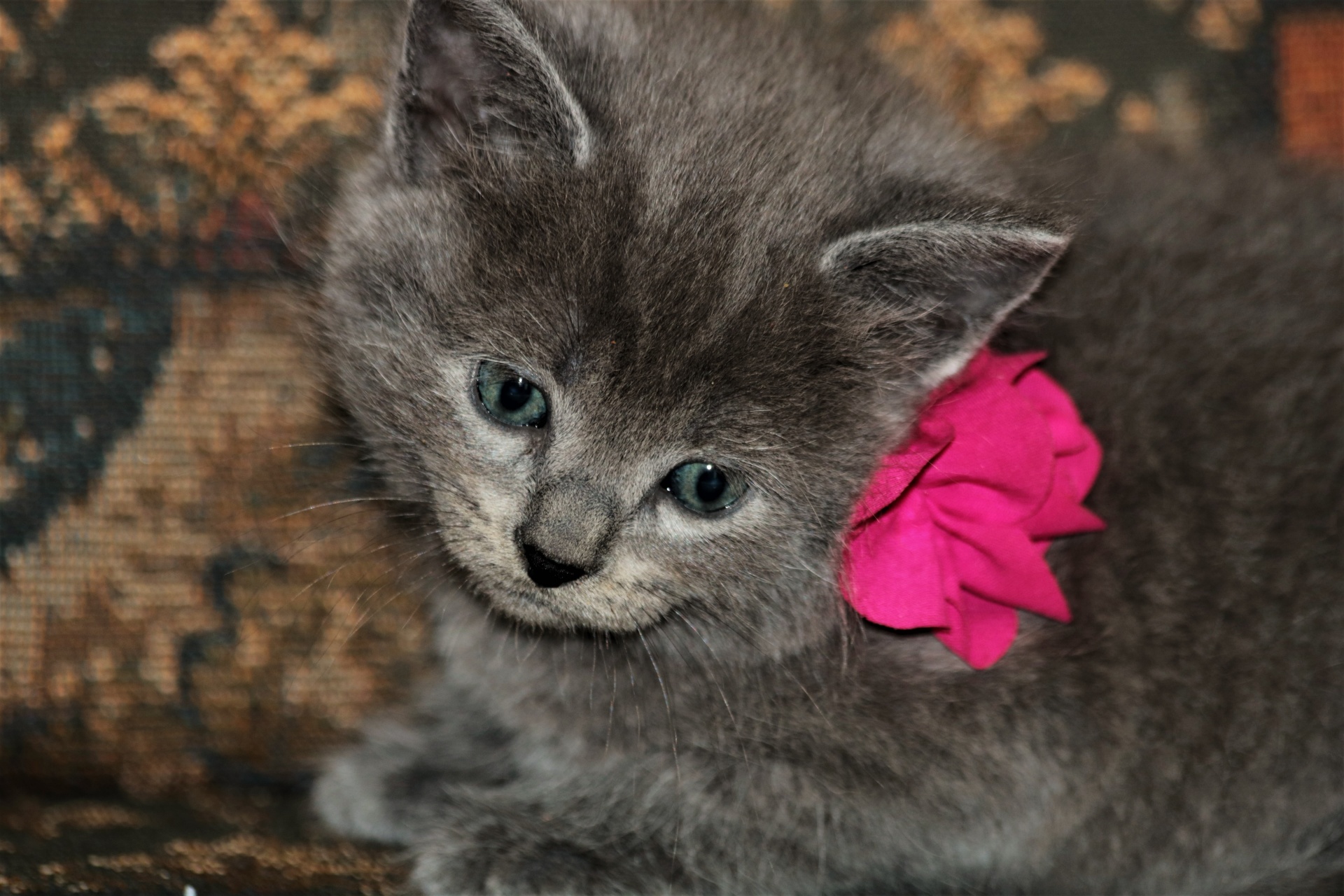 Close-up of a cute little gray kitten with blue eyes and a pink bow, looking downward.