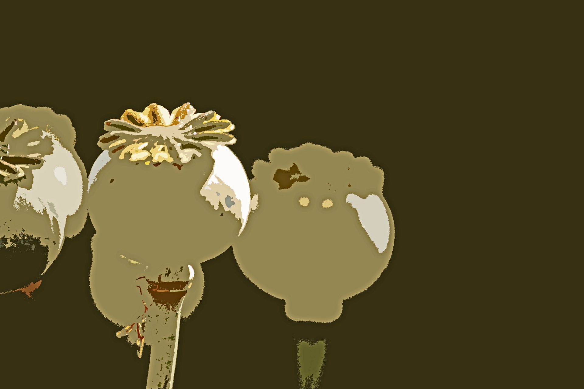 Cutout Image Of Poppy Seed Pods