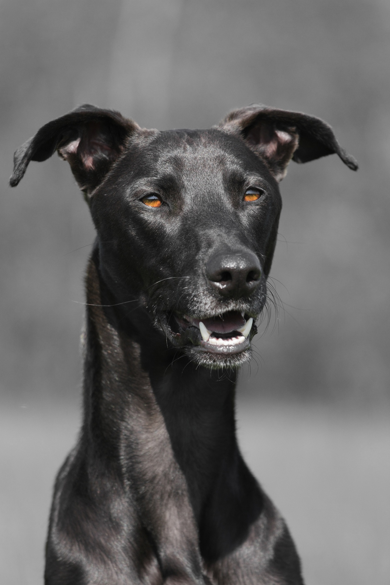 dog-spanish-greyhound-portrait.jpg