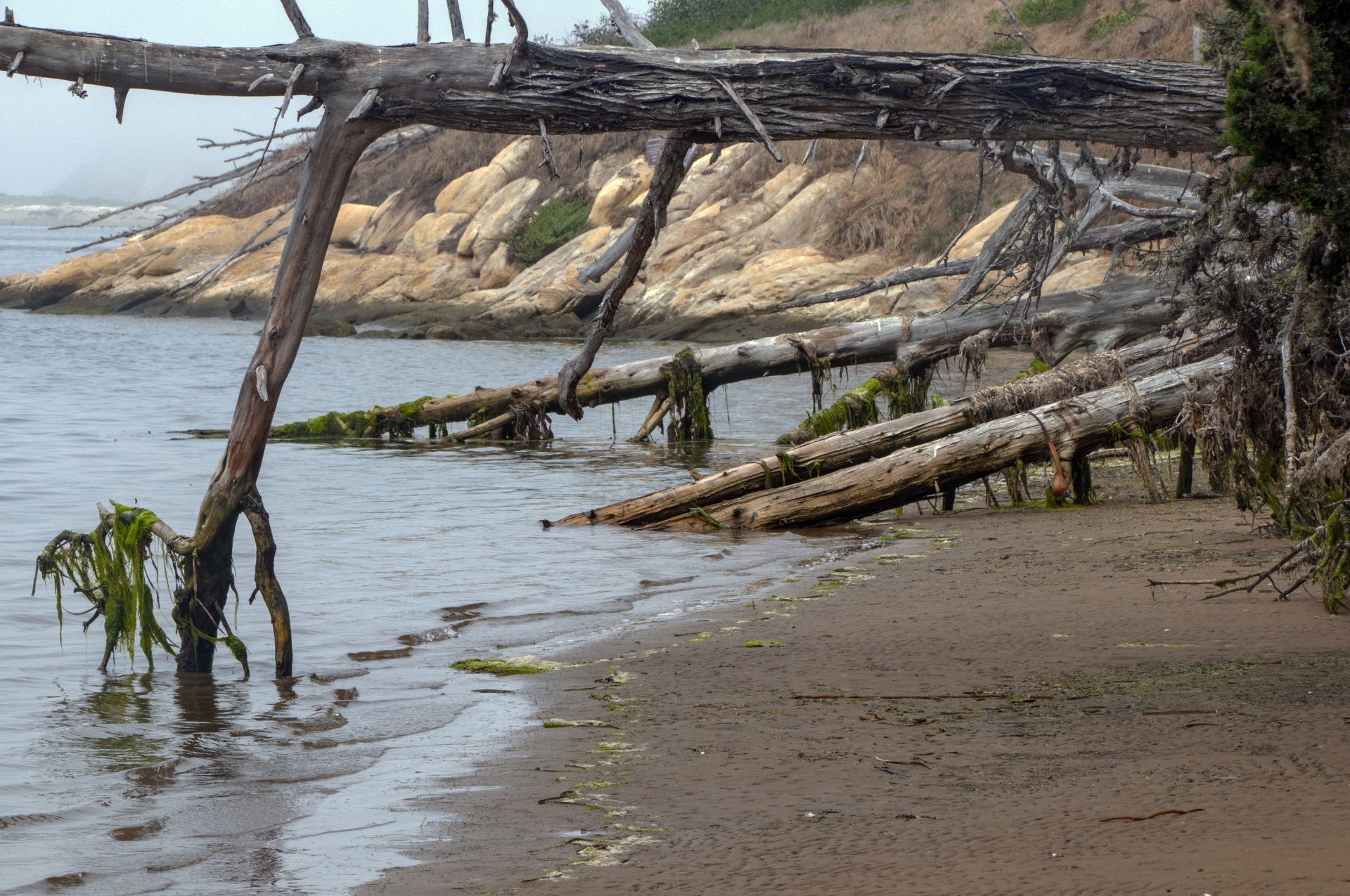 rustic setting of tree logs that have fallen into the bay