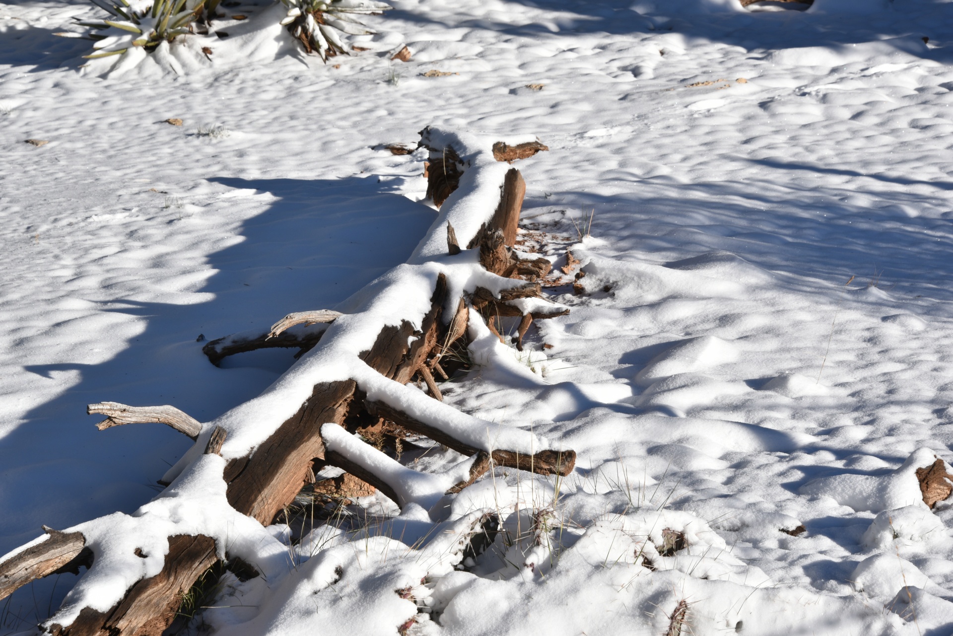Fallen Tree In Snow