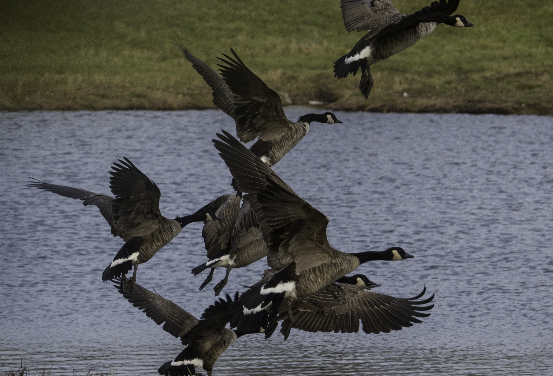 A flock of geese taking off