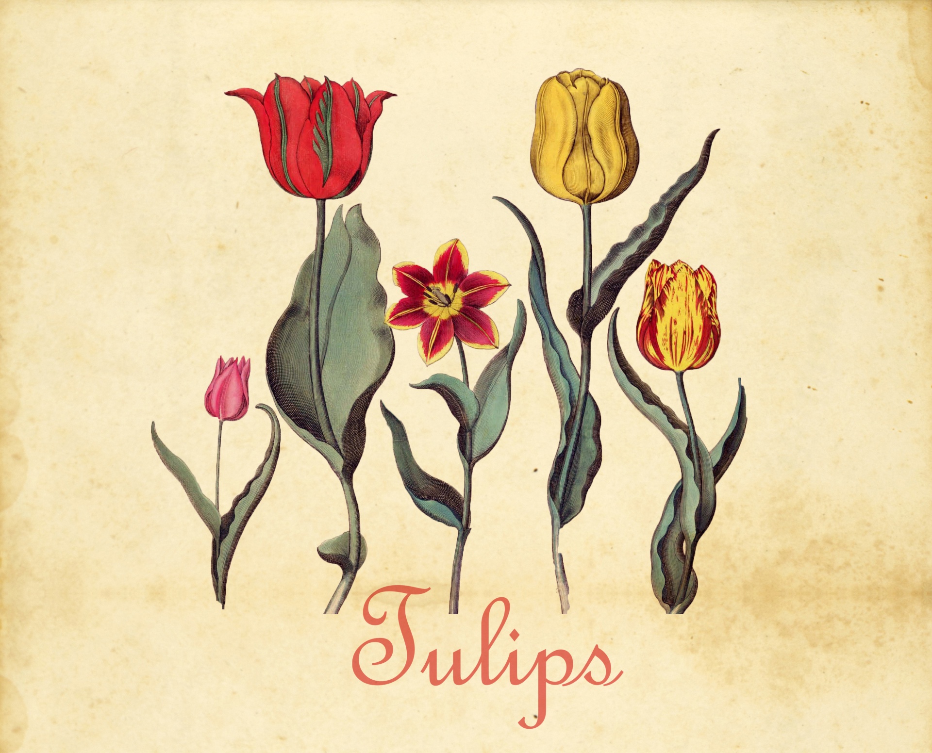 Flowers Vintage Tulips Illustration