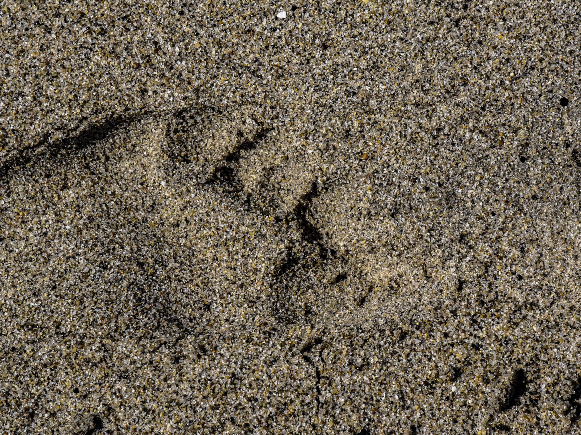 Footprint In The Sand