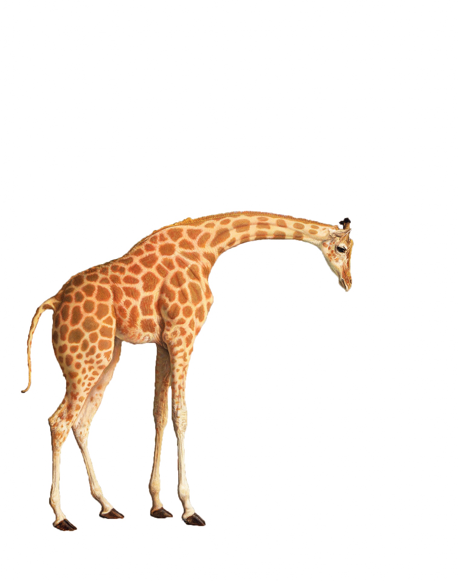 Giraffe clipart painting