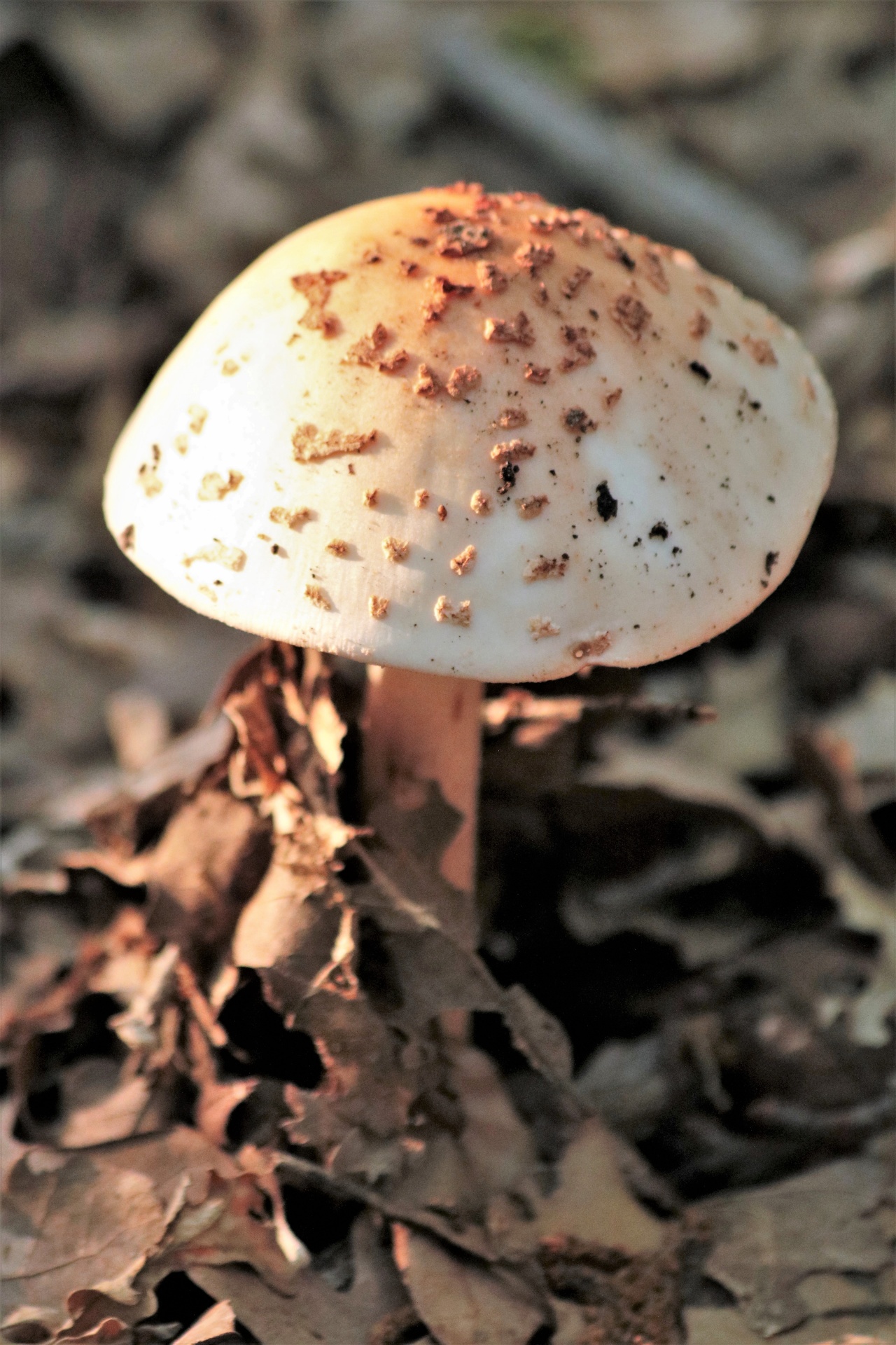 Golden Amanita Mushroom