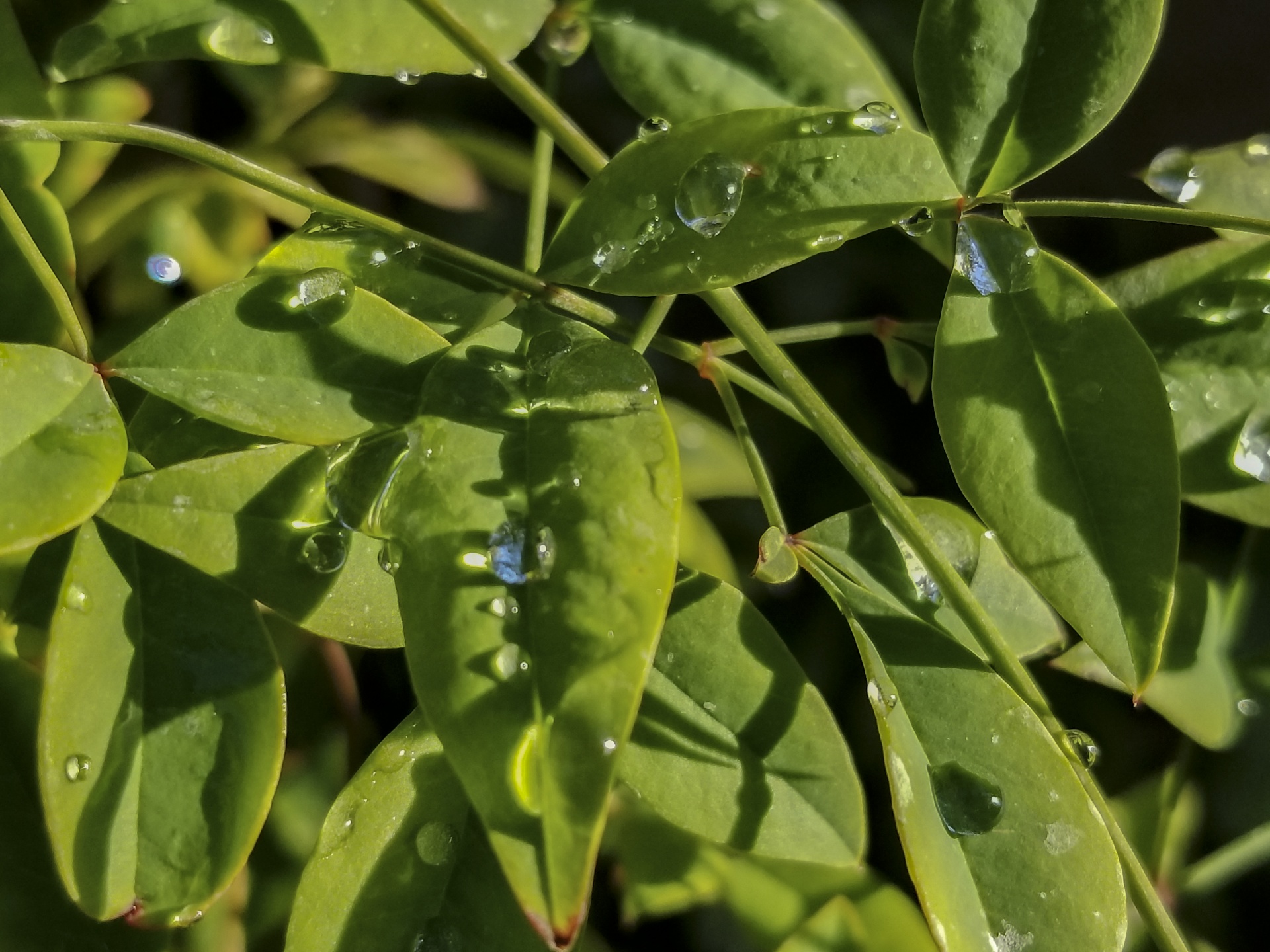 Green Leaf Water Droplets