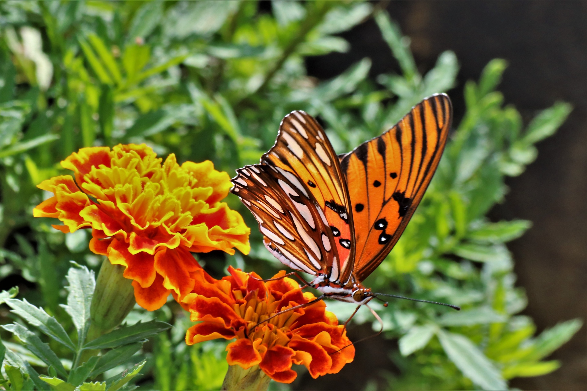 Close-up of a beautiful orange and black gulf fritillary butterfly, showing wings both ventral and dorsal, sipping nectar from an orange marigold flower.