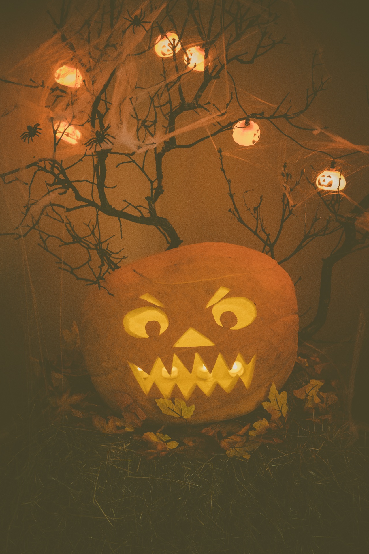 Halloween Jack O Lantern Free Stock Photo - Public Domain Pictures