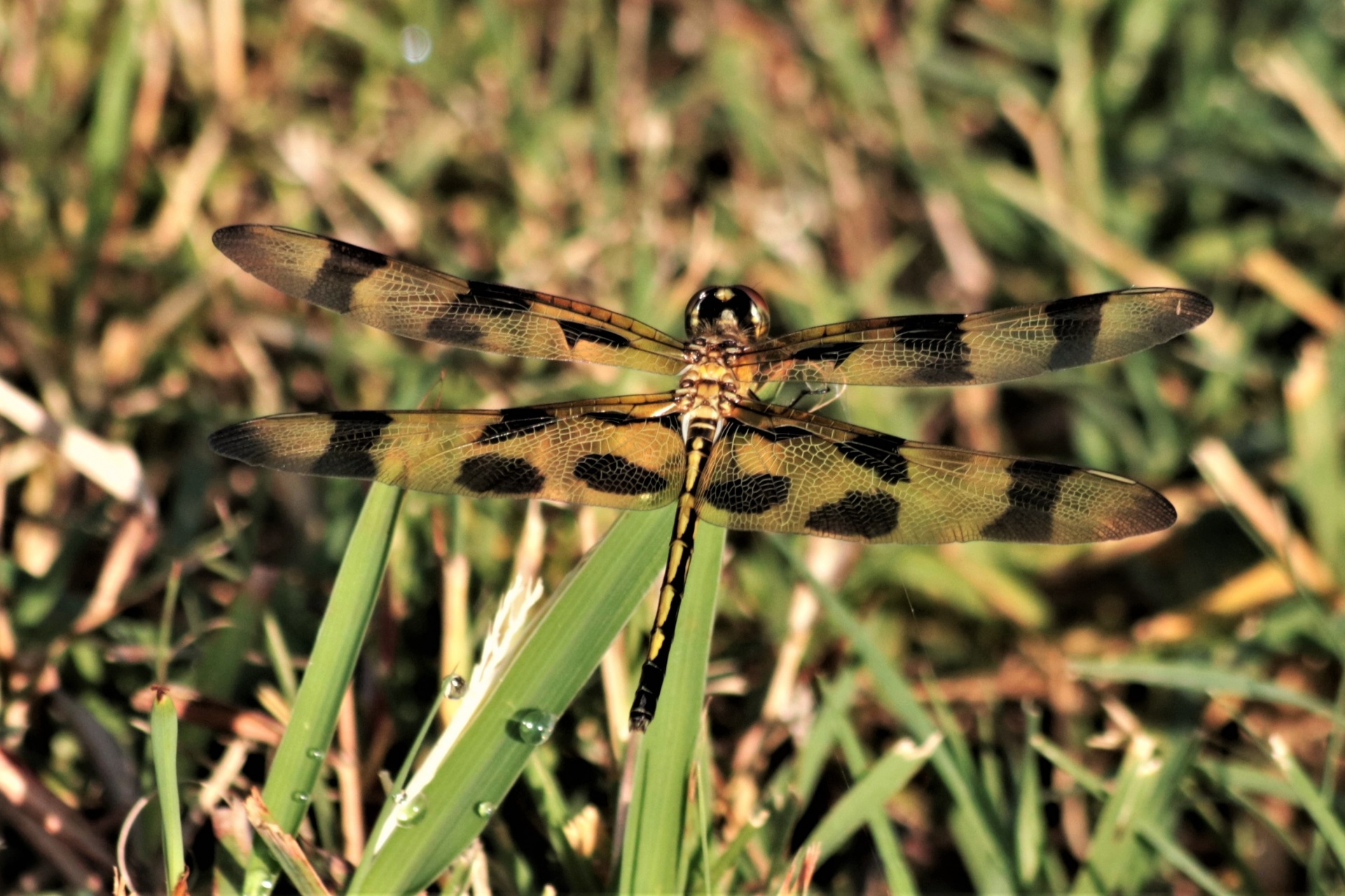 Close-up of a orange and black Halloween pennant dragonfly sitting on a green blade of grass.