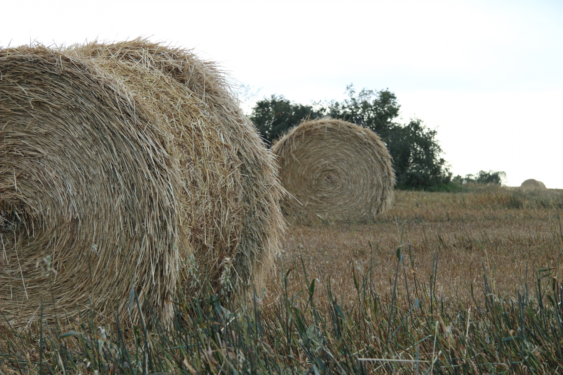 Hay bales on the farm