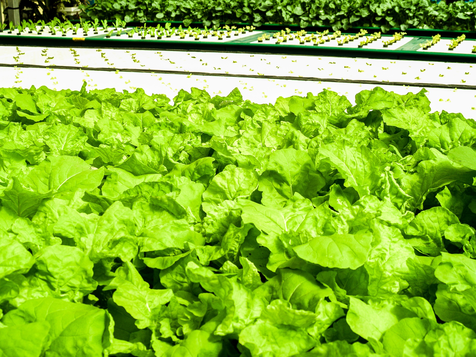 hydroponic-farm-free-stock-photo-public-domain-pictures