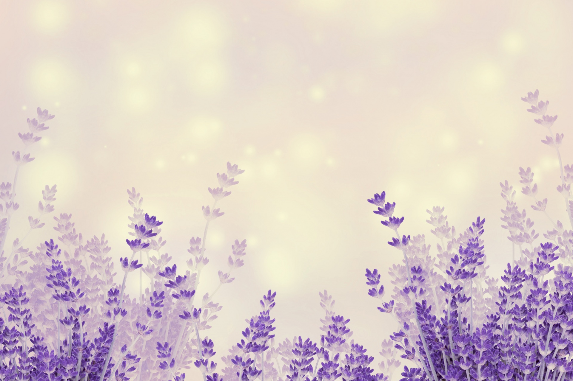 Leavender flowers dreamy background