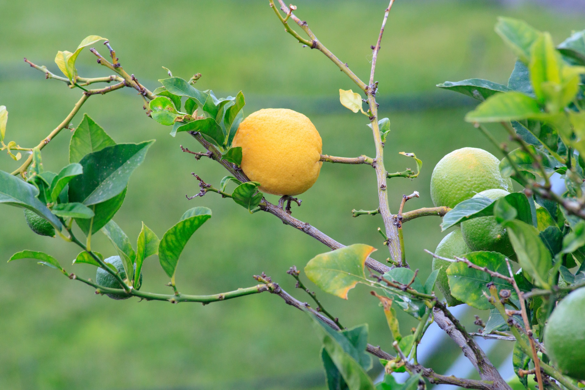 Where To Buy Lemon Tree