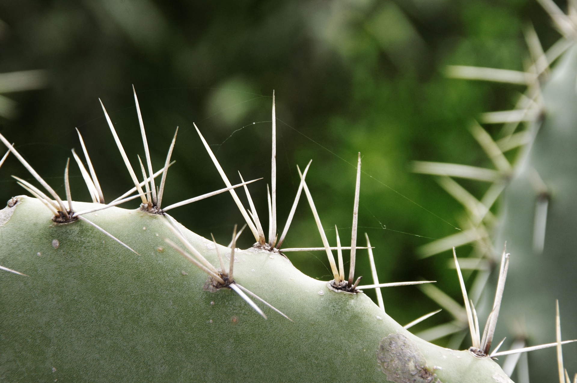 Long Cactus Thorns
