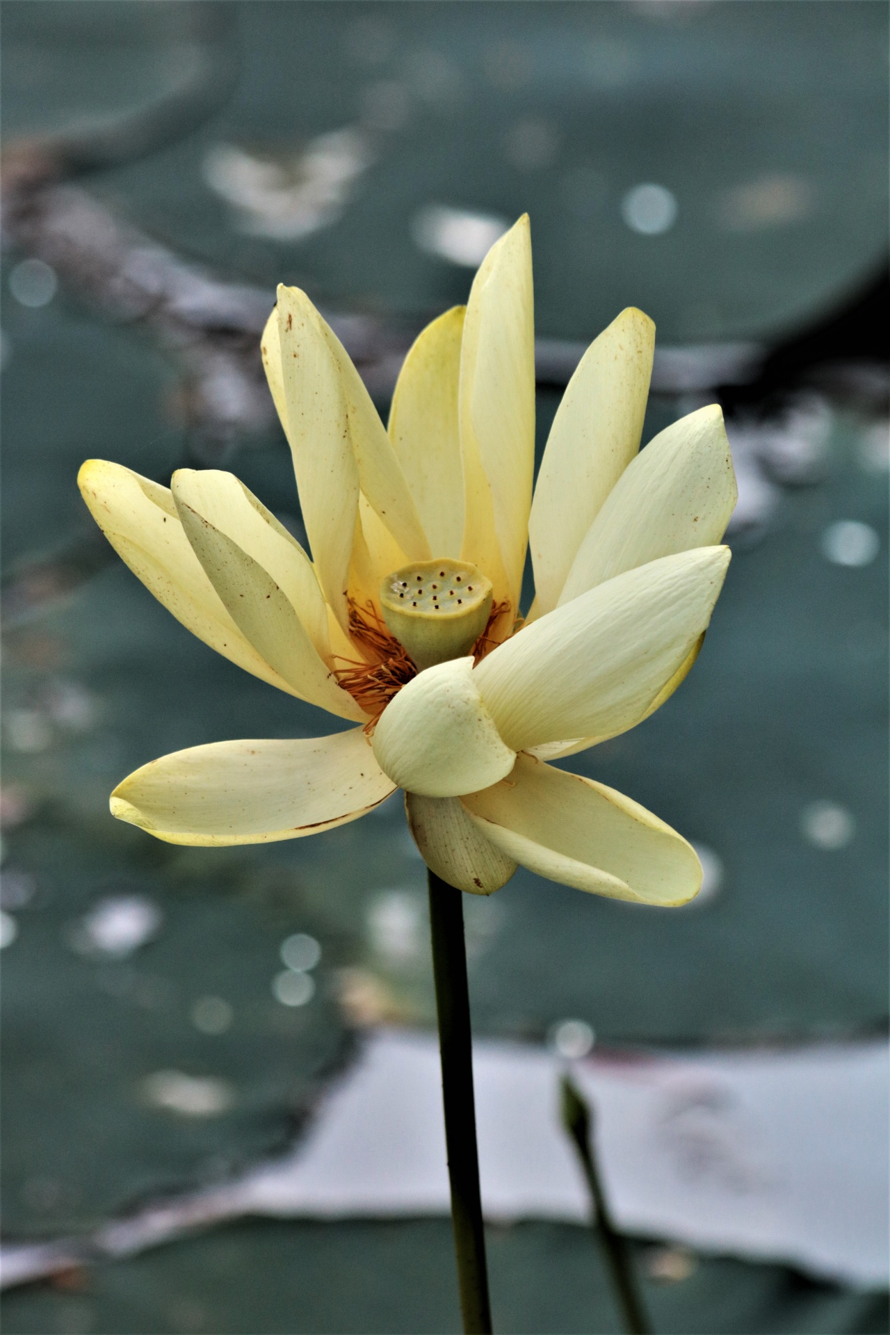 Lotus Flower Close-up