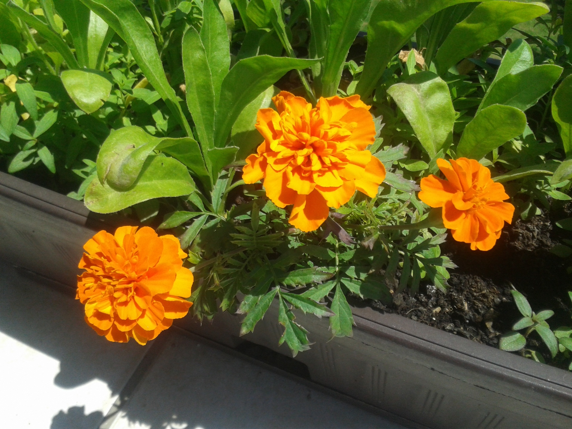 Marigold Tagetes Flowers